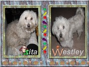 honden foto van sita