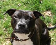 honden foto van Faya