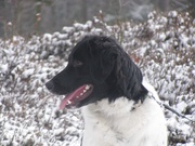 honden foto van Kyra