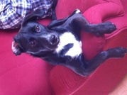 honden foto van Lucia