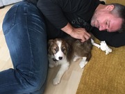 honden foto van petra tullen