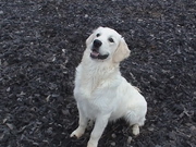 honden foto van clara