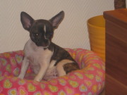 honden foto van Doggylover