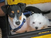 honden foto van Anjeliqua+Nina en Iris+Luca