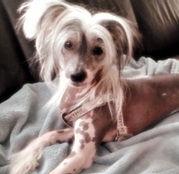 honden foto van Ziggy & Diva