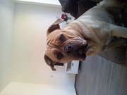 honden foto van Dominique en Joy