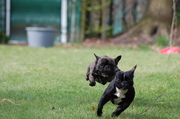honden foto honden foto van nandy