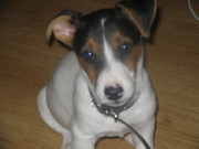 honden foto van Angel