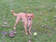 honden foto van Yannicke