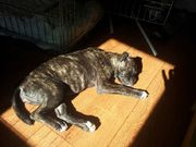 honden foto van Mexxii