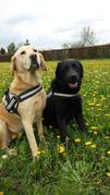 honden foto van Ralph, Bo en Dex