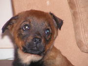 honden foto van claudia dijkstra