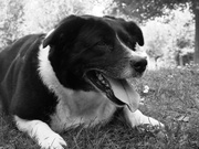 honden foto van Anja