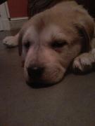 honden foto van gerda