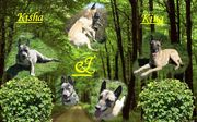 honden foto honden foto van monique