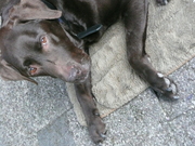 honden foto van pascale