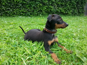 honden foto van Yannick