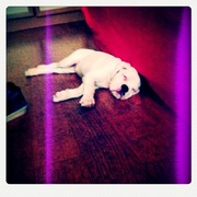 honden foto van Celine&Tanita