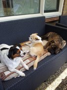 honden foto honden foto van brenda