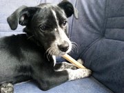 honden foto honden foto van Wendy