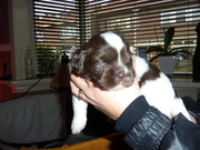 honden foto van Fleur