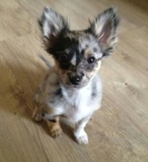 honden foto van Laura & Macho 