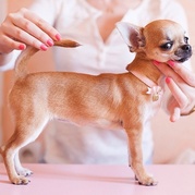 honden foto van Milou