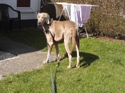 honden foto van Peeters Patrick