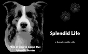 honden foto van Splendid Life