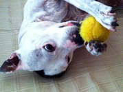 honden foto van Michelle