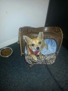 honden foto honden foto van Sil & kay