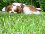 honden foto van antoinette