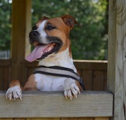 honden foto van Lucy