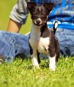 honden foto van Tyson (Boerenfox)