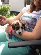 honden foto honden foto van mwitteveen
