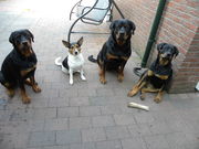 honden foto van sandra