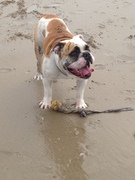 honden foto van Jennifer