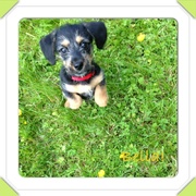 honden foto van Marlous