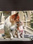 honden foto van Irene