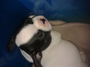 honden foto van patricia