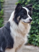 honden foto van Claudia