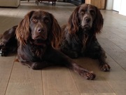 honden foto honden foto van Astrid, Lana en Lena