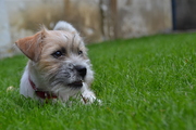 honden foto van Nada