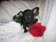 honden foto honden foto van Èrna