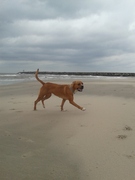 honden foto van Both