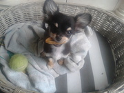 honden foto van DutchDiamond