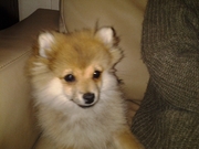 honden foto van c de kok