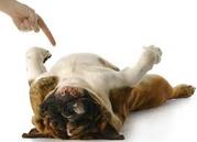 honden foto van Junior