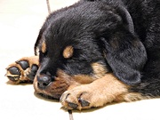 honden foto van Papy