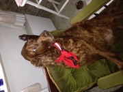 honden foto van Tamara